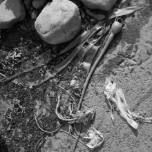 TK-81-BW-80A-G Fish skeletons, Campbell Beach, British Columbia