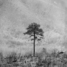 Lone Pine Pine tree in burn zone, Shenandoah NP, Virginia