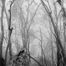 Ice and Fog Ice storm, Shenandoah NP, Virginia