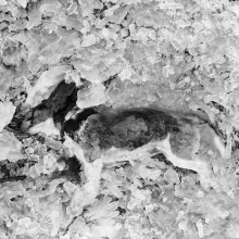 Frozen Dog Dog caught in ice storm, near Panorama, Shenandoah NP, Virginia