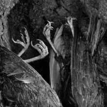 Lightening Birds Birds killed by lightning, Kilby Farm, Sperryville, Virginia