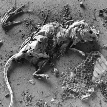 TK-80-BW-49-G Rat carcass and snake skin, concrete floor of shed, Kilby farm, Sperryville, Virginia