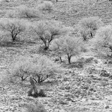 TK-80-BW-83-G Trees on bank, Patagonia, Arizona