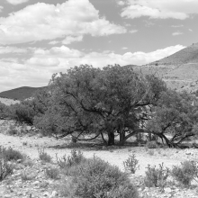 TK-80-BW-90-G Tree and dry river wash near Dunken, New Mexico