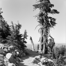 TK-81-BW-70-G Tree on trail to Bumpass Hell, Lassen Volcanic NP, California