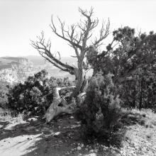 TK-85-BW-33-G Along the Green River, Dinosaur NM, Colorado