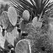 TK-87-BW-04-G Prickly pear, Carlsbad NP, New Mexico